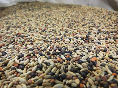 In addition to planting rotations, soil health farmers often use a “cocktail mix” of cover crop seed varieties to improve nutrient cycling and to improve soil ecosystem diversity and health. NRCS photo.