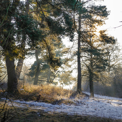 winter sunrise lumix frost panasonic g6 wald morgenlicht venusberg aidlingen heckengäu photophob dmcg6