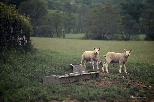field canon countryside cumbria lamb 6d wreay canon6d republicofcumbria