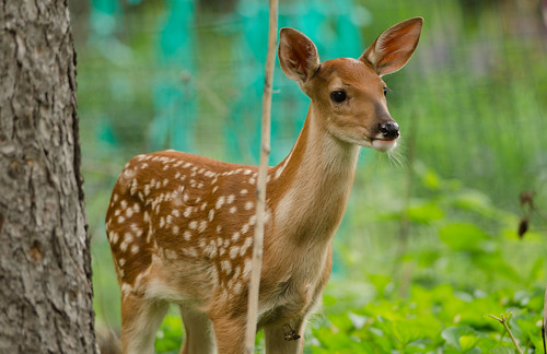baby backyard wildlife deer 300mm fawn 1001nights whitetail lightroom 1001nightsmagiccity