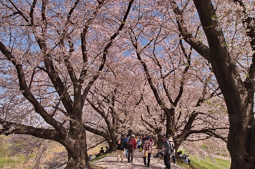 【写真】2013 桜 : 背割堤/2020-03-23/IMGP9682