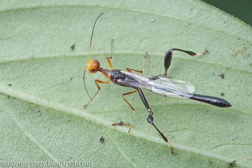 male crown wasp - Stephanidae IMG_8678 copy