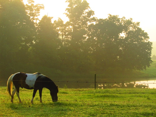 morning horse lake pony grazing
