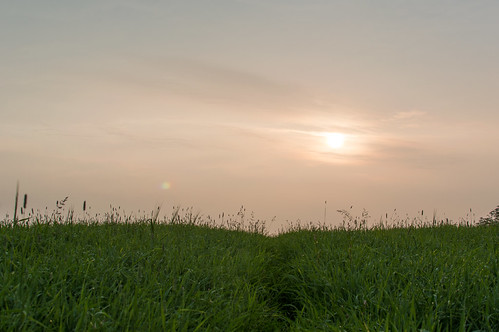 field grass sunrise 35mm nikon northernireland 365 nikkor ballymena d3200 ahoghill