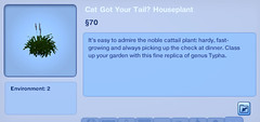 Cat Got Your Tail Houseplant