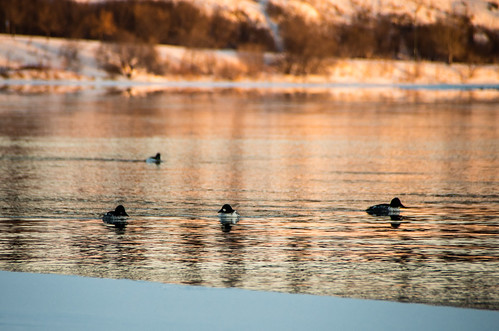 sunrise ducks