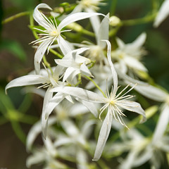 Common Clematis (Clematis pubescens) in the Gloucester National Park near Pemberton, WA.