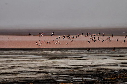 Laguna colorada - De Lima a San Pedro de Atacama (2)
