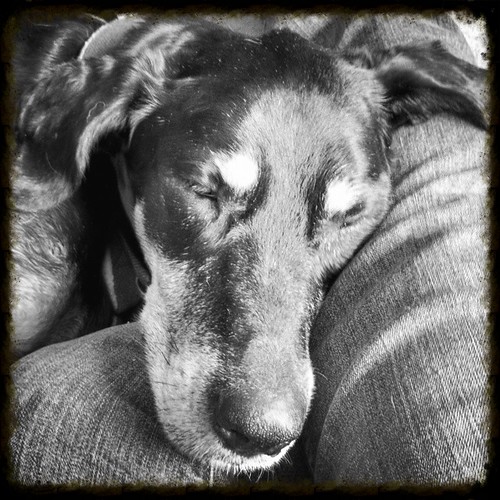 I miss you so very, very much sweet baby girl. Life is so unfair... #CancerSucks #ilovemydogs #heartbroken