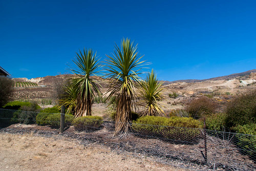 newzealand sky hills southisland centralotago grapevines bannockburn cabbagetrees tripdownsouth bannockburnsluicingswalk newzealndnativeplants