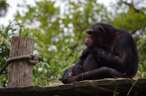 animal zoo pentax chimpanzee k5 aficionados laflèche chimpanzé 55300 justpentax 55300mm pgauti zoodelaflèche k5ii