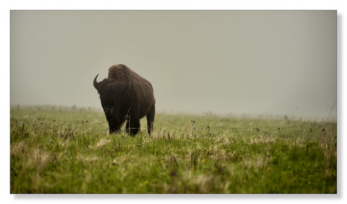 mist manitoba bison ridingmountainnationalpark lakeaudy