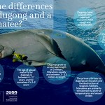 Dugong infographic
