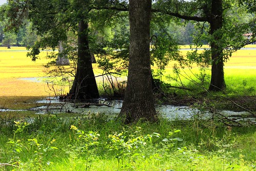 lake louisiana bayou cypress doyline lakebistineau invasivevegetation