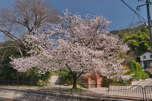 【写真】2013 桜 : 山科疎水/2020-09-19/IMGP9919