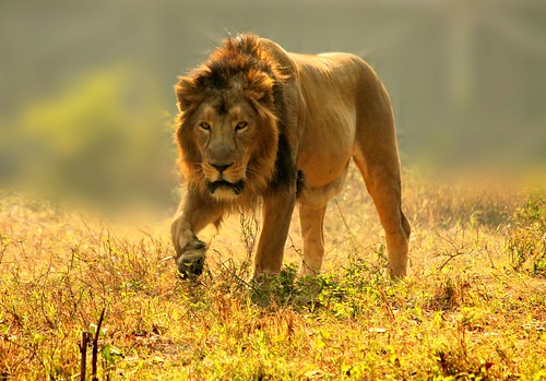 wild india nature cat canon photography leo wildlife delhi lion kitlens bigcat naturephotography catportrait ontheprowl pantheraleo kingofthejungle wildlifephotography wildindia delhizoo natureportrait hismajesty indianaturephotography indiawildlife canon55250mm indiaphotography indiaphotographer indiawildlifephotography canoneos1100d canon1100d canoneosrebelt3 nationalzoologicalparkdelhi zoologicalparkdelhi indiawildlifephotographer indianaturephotographer