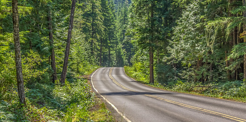 road trees light shadow brown nature yellow outdoors grey washington unitedstates bright line trunk curve asphalt forests marblemount newhalemcampgrounds tovisitorcentre