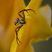 2nd Place - Published Images - Frank Zurey - Crab Spider