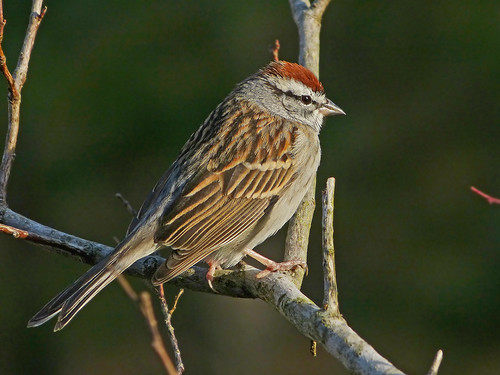 chippingsparrow spizellapasserina crossvilletennessee cumberlandplateau 8apr2013 bird