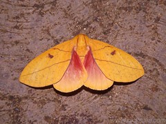Saturniidae Moth