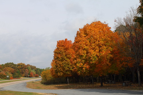 trees nature fallcolors creation ellijayga canonefs1855mmf3556isii