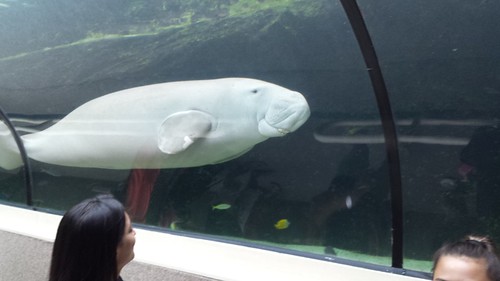 Sydney Sea Life Aquarium: Dugong