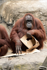 Bornean Orangutan With Cardboard