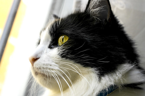 Lucho, gato cruce de Angora blanquinegro nacido en 2011 necesita hogar. Valencia. ADOPTADO. 13055512423_e87f4b8033