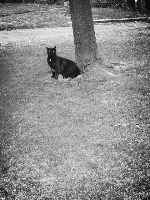 Noir Cat