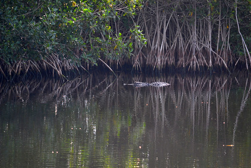 alligator everglades evergladesnationalpark