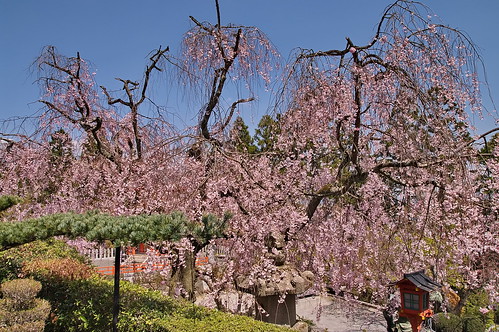【写真】2013 桜 : 正法寺/2021-04-17/IMGP0080