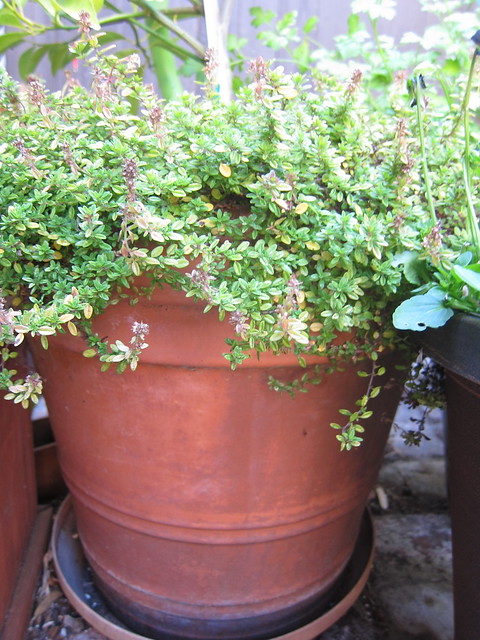 Image of thyme by Trix