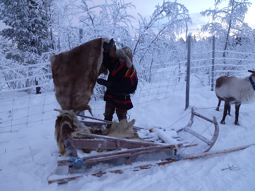 reindeer samiexperience