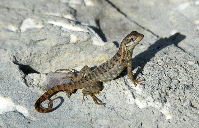 Curly-Tailed Lizard on Cat Island