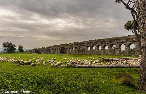parco roma history nikon italia sheep claudio lazio pecore storia acquedotto transumanza grege d7100 roman77