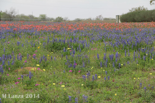 flowers spring texas indian sandy wildflowers bluebonnets adkins paintbrushes coreopsis bexarcounty yellowflax drummondphlox