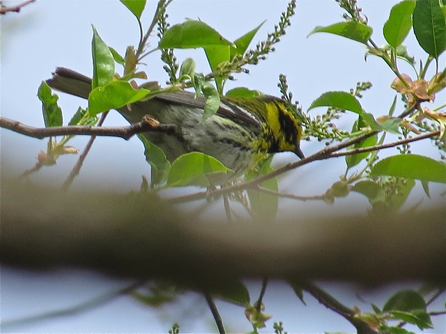 Townsend's Warbler at Ewing Park in Bloomington, IL 07