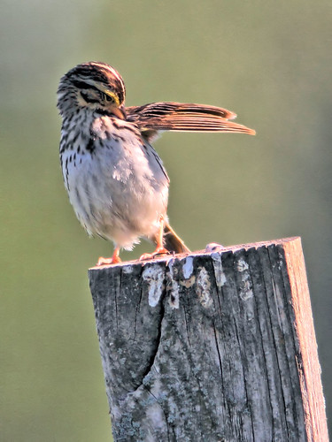 Savannah Sparrow preening HDR 20160629