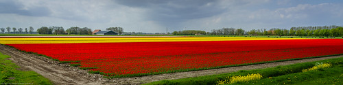 red sky flower holland tree green netherlands dutch field grass yellow cow farm tulip