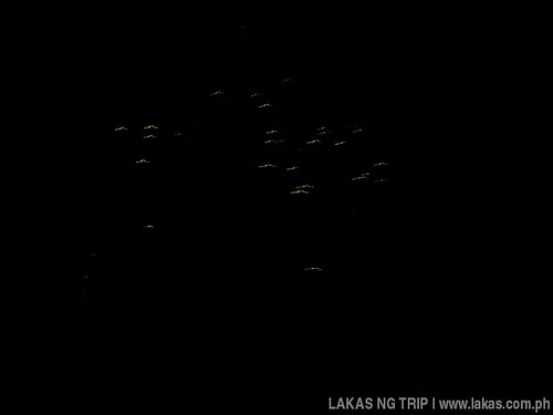 My best shot of the Fireflies in Iwahig Firefly Watching in Puerto Princesa, Palawan