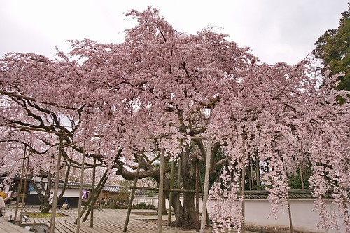 【写真】2013 桜 : 醍醐寺/2021-10-20/IMGP9060
