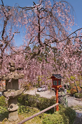 【写真】2013 桜 : 正法寺/2021-04-17/IMGP0079