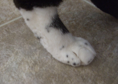 Socks' foot