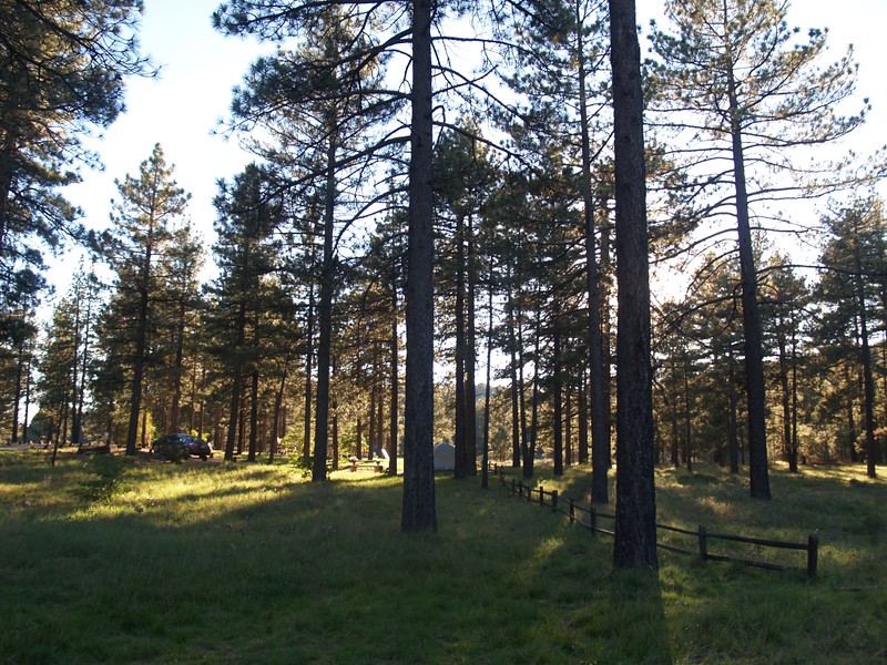 Late afternoon light through the pine trees