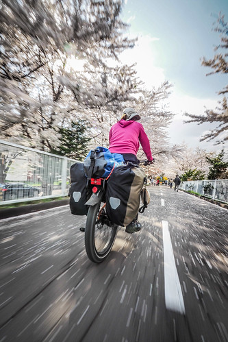Shiroishi Cycling Road in full blossom mode, Sapporo, Japan