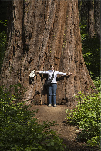 california park county ca trees big state arnold 100views giants redwood sequoia calaveras day210 sempiverens day210365 3652013 365the2013edition 29jul13 4b4a0124