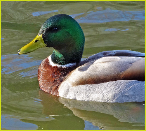 duck duckswimming mallardwater fowlmorning lightva hospitaldgrahamphoto