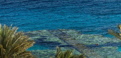 travel vacation coral landscape hotel view redsea sightseeing egypt sharmelsheikh walkway canon60d continentalgardenreefresort