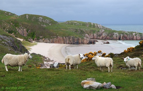scotland landscapes sheep pentax beaches durness k5 pentaxda1650mmf28