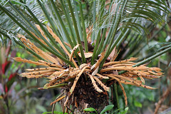 07 Palm - Private Property, Poring Forest 2011-11-07 01